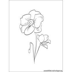 Dessin à colorier: Coquelicot (Nature et saisons) #162487 - Coloriages à Imprimer Gratuits