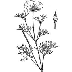 Dessin à colorier: Coquelicot (Nature et saisons) #162507 - Coloriages à Imprimer Gratuits