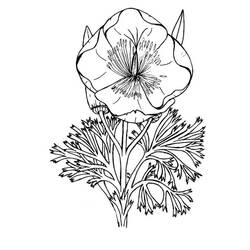 Dessin à colorier: Coquelicot (Nature et saisons) #162528 - Coloriages à Imprimer Gratuits
