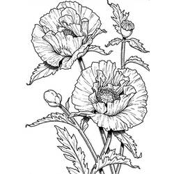 Dessin à colorier: Coquelicot (Nature et saisons) #162535 - Coloriages à Imprimer Gratuits