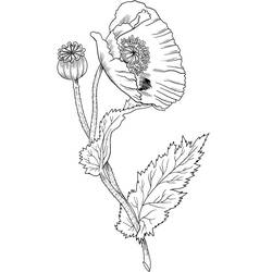 Dessin à colorier: Coquelicot (Nature et saisons) #182367 - Coloriages à Imprimer Gratuits