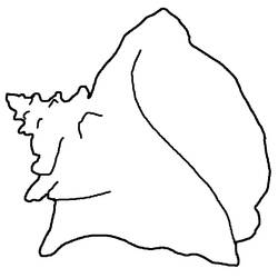 Dessin à colorier: Coquillage (Nature et saisons) #163175 - Coloriages à Imprimer Gratuits