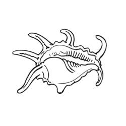Dessin à colorier: Coquillage (Nature et saisons) #163179 - Coloriages à Imprimer Gratuits