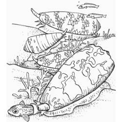 Dessin à colorier: Coquillage (Nature et saisons) #163195 - Coloriages à Imprimer Gratuits