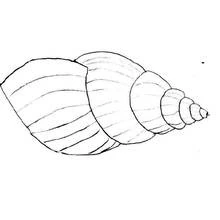 Dessin à colorier: Coquillage (Nature et saisons) #163220 - Coloriages à Imprimer Gratuits