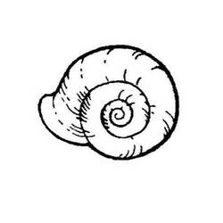 Dessin à colorier: Coquillage (Nature et saisons) #163234 - Coloriages à Imprimer Gratuits