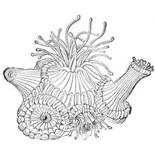 Dessin à colorier: Corail (Nature et saisons) #162964 - Coloriages à Imprimer Gratuits