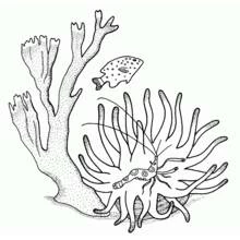 Dessin à colorier: Corail (Nature et saisons) #163008 - Coloriages à Imprimer Gratuits