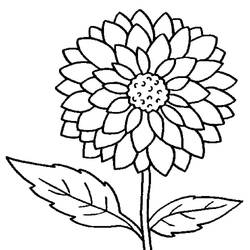 Dessins à colorier: Dahlia - Coloriages à Imprimer Gratuits