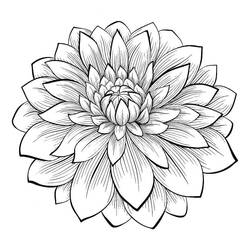 Dessin à colorier: Dahlia (Nature et saisons) #176506 - Coloriages à Imprimer Gratuits