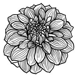 Dessin à colorier: Dahlia (Nature et saisons) #176507 - Coloriages à Imprimer Gratuits