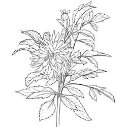 Dessin à colorier: Dahlia (Nature et saisons) #176516 - Coloriages à Imprimer Gratuits