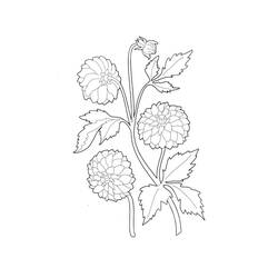 Dessin à colorier: Dahlia (Nature et saisons) #176521 - Coloriages à Imprimer Gratuits