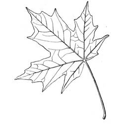 Dessin à colorier: Feuille d’Erable (Nature et saisons) #190245 - Coloriages à Imprimer Gratuits