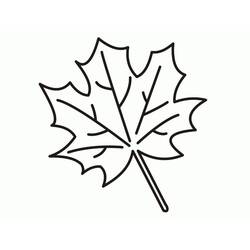Dessin à colorier: Feuille d’Erable (Nature et saisons) #190249 - Coloriages à Imprimer Gratuits