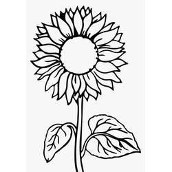 Dessin à colorier: Fleur (Nature et saisons) #170867 - Coloriages à Imprimer Gratuits