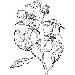 Dessin à colorier: Fleur (Nature et saisons) #170877 - Coloriages à Imprimer Gratuits