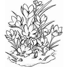Dessin à colorier: Fleurs (Nature et saisons) #155170 - Coloriages à Imprimer Gratuits