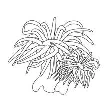Dessin à colorier: Fond Marin (Nature et saisons) #160113 - Coloriages à Imprimer Gratuits