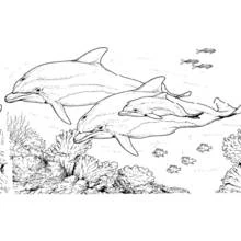 Dessin à colorier: Fond Marin (Nature et saisons) #160116 - Coloriages à Imprimer Gratuits