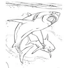 Dessin à colorier: Fond Marin (Nature et saisons) #160254 - Coloriages à Imprimer Gratuits