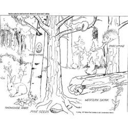 Dessin à colorier: Forêt (Nature et saisons) #157021 - Coloriages à Imprimer Gratuits