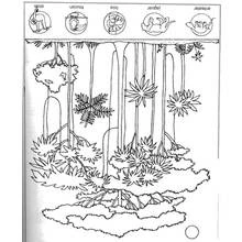 Dessin à colorier: Forêt (Nature et saisons) #157251 - Coloriages à Imprimer Gratuits