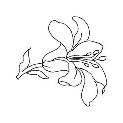 Dessin à colorier: Lys (Nature et saisons) #182377 - Coloriages à Imprimer Gratuits