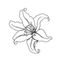 Dessin à colorier: Lys (Nature et saisons) #182378 - Coloriages à Imprimer Gratuits