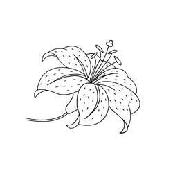 Dessin à colorier: Lys (Nature et saisons) #182386 - Coloriages à Imprimer Gratuits