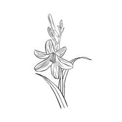 Dessin à colorier: Lys (Nature et saisons) #182389 - Coloriages à Imprimer Gratuits
