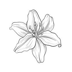 Dessin à colorier: Lys (Nature et saisons) #182395 - Coloriages à Imprimer Gratuits