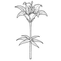 Dessin à colorier: Lys (Nature et saisons) #182396 - Coloriages à Imprimer Gratuits