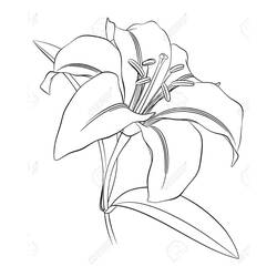 Dessin à colorier: Lys (Nature et saisons) #182397 - Coloriages à Imprimer Gratuits