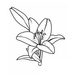 Dessin à colorier: Lys (Nature et saisons) #182398 - Coloriages à Imprimer Gratuits