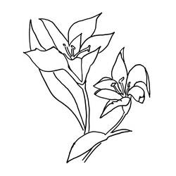 Dessin à colorier: Lys (Nature et saisons) #182399 - Coloriages à Imprimer Gratuits