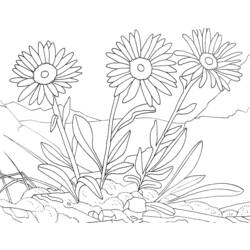 Dessin à colorier: Marguerite (Nature et saisons) #161407 - Coloriages à Imprimer Gratuits