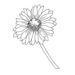 Dessin à colorier: Marguerite (Nature et saisons) #176540 - Coloriages à Imprimer Gratuits
