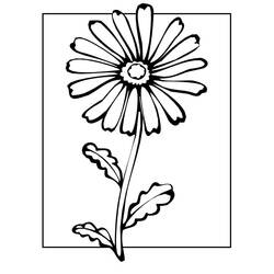 Dessin à colorier: Marguerite (Nature et saisons) #176542 - Coloriages à Imprimer Gratuits