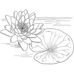 Coloriage Nénuphar (Nature et saisons) #221870 à imprimer et colorier