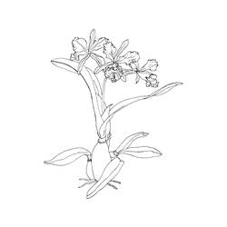 Dessin à colorier: Orchidée (Nature et saisons) #176363 - Coloriages à Imprimer Gratuits