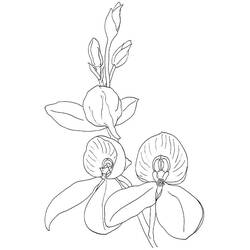 Dessin à colorier: Orchidée (Nature et saisons) #176366 - Coloriages à Imprimer Gratuits
