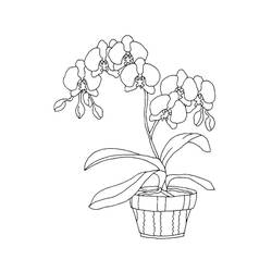 Dessin à colorier: Orchidée (Nature et saisons) #176370 - Coloriages à Imprimer Gratuits