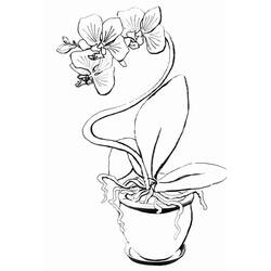 Dessin à colorier: Orchidée (Nature et saisons) #176376 - Coloriages à Imprimer Gratuits