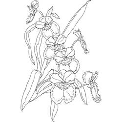 Dessin à colorier: Orchidée (Nature et saisons) #176383 - Coloriages à Imprimer Gratuits