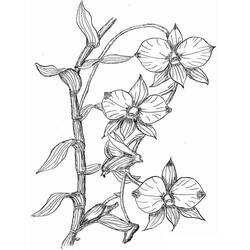 Dessin à colorier: Orchidée (Nature et saisons) #176385 - Coloriages à Imprimer Gratuits