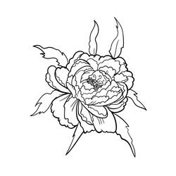 Dessin à colorier: Pivoine (Nature et saisons) #176415 - Coloriages à Imprimer Gratuits