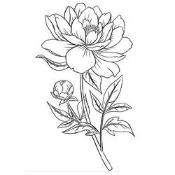 Dessin à colorier: Pivoine (Nature et saisons) #176416 - Coloriages à Imprimer Gratuits
