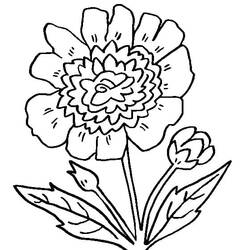 Dessin à colorier: Pivoine (Nature et saisons) #176417 - Coloriages à Imprimer Gratuits