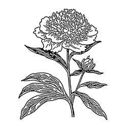 Dessin à colorier: Pivoine (Nature et saisons) #176421 - Coloriages à Imprimer Gratuits